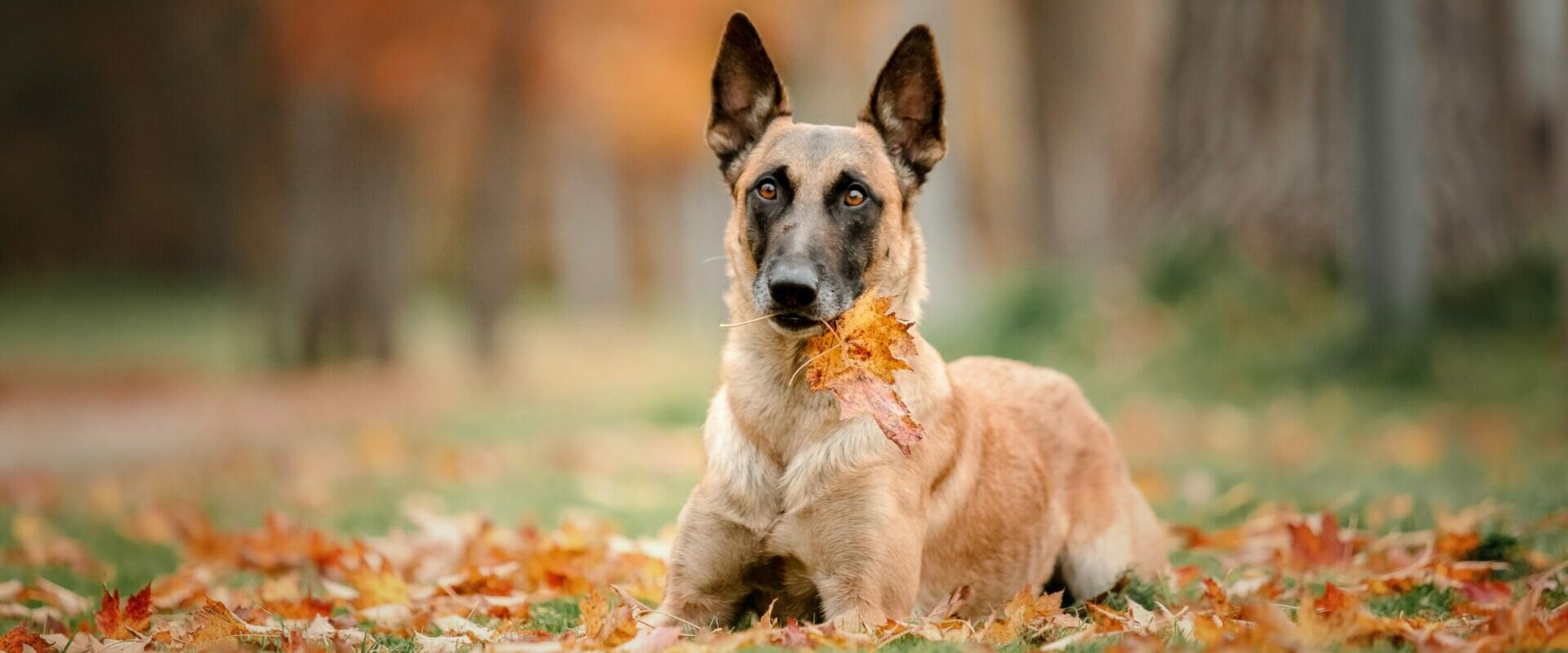 Depositphotos_428207232_XL-scaled-e1725950319732 (1)